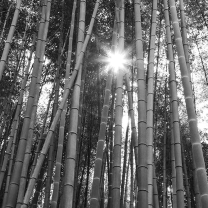 BAMBOO FOREST, KYOTO