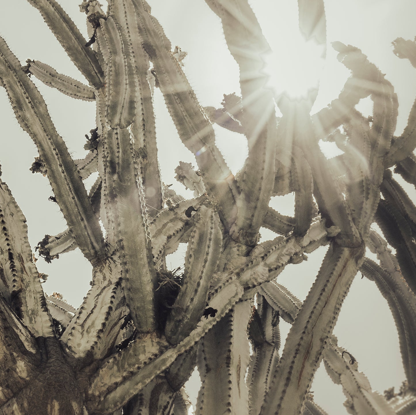 CACTUS SUN