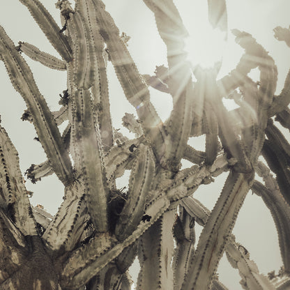 CACTUS SUN