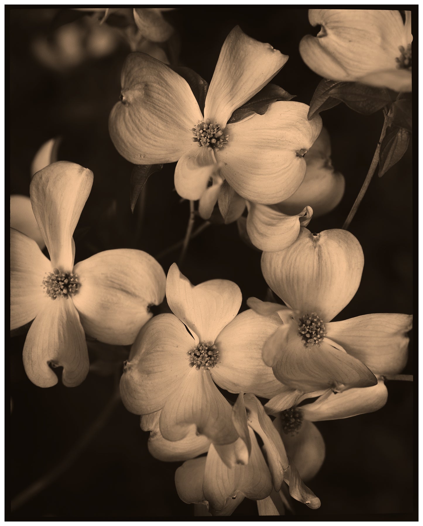 DOGWOODS