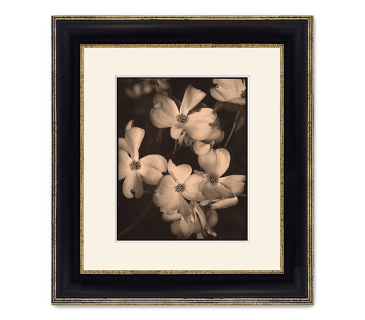 DOGWOODS