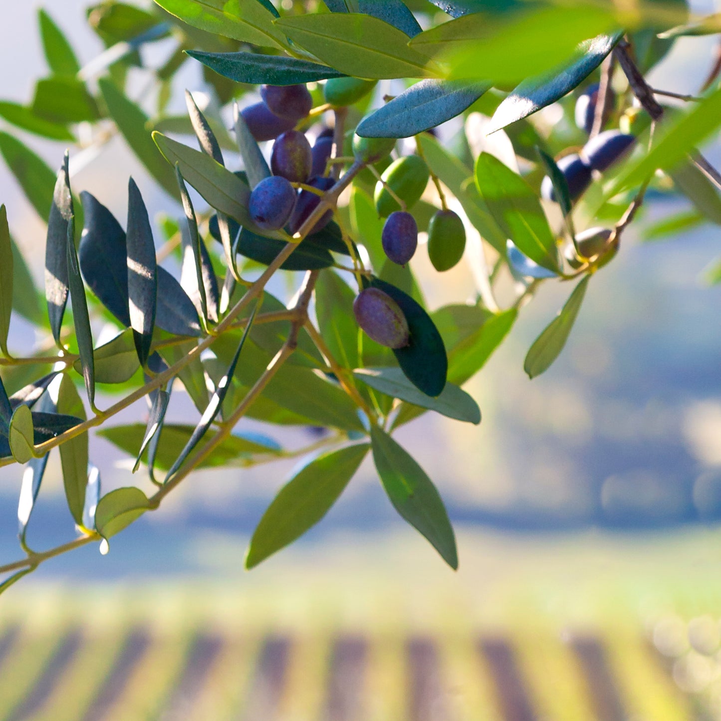 OLIVES & VINES