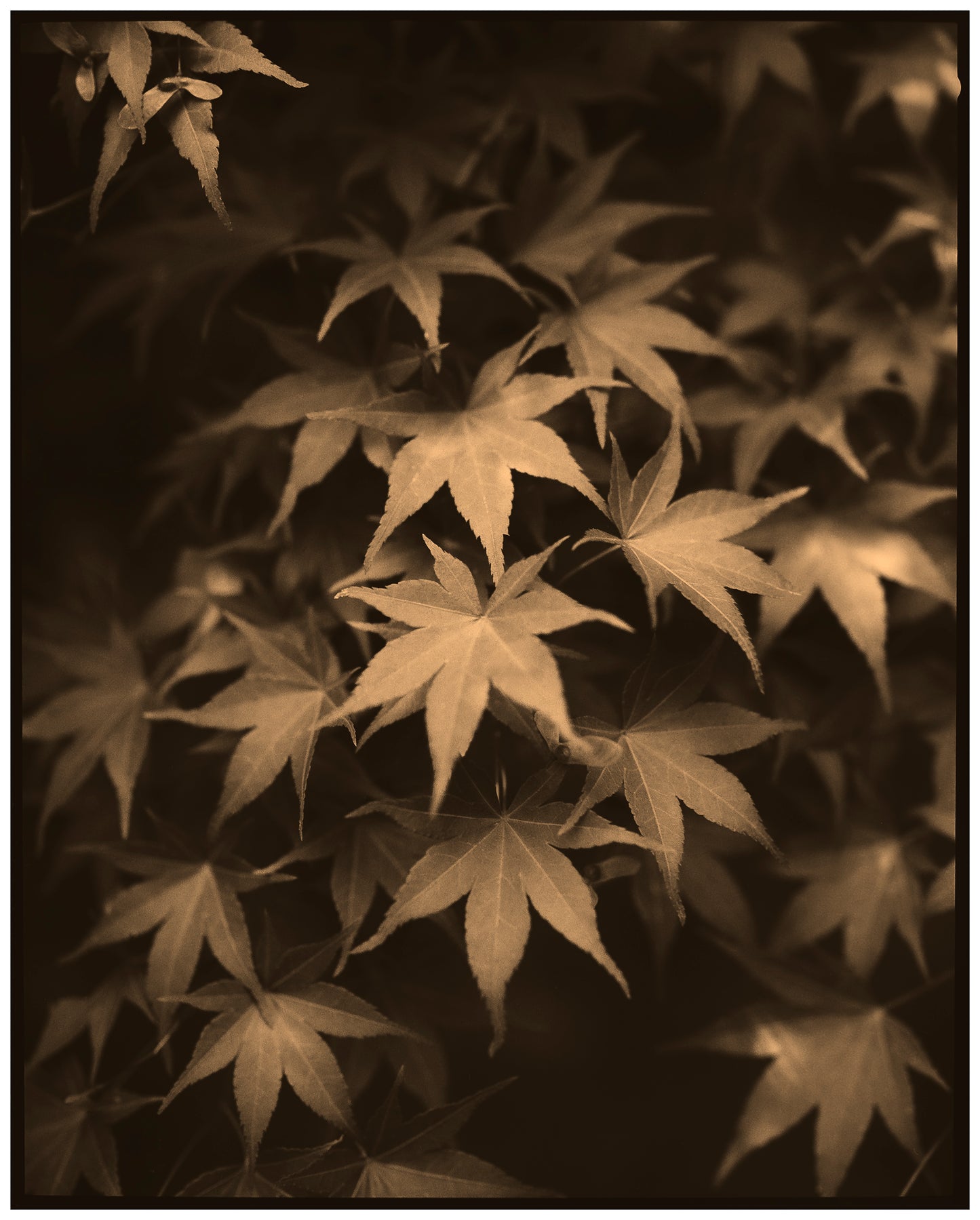 ORNAMENTAL MAPLE