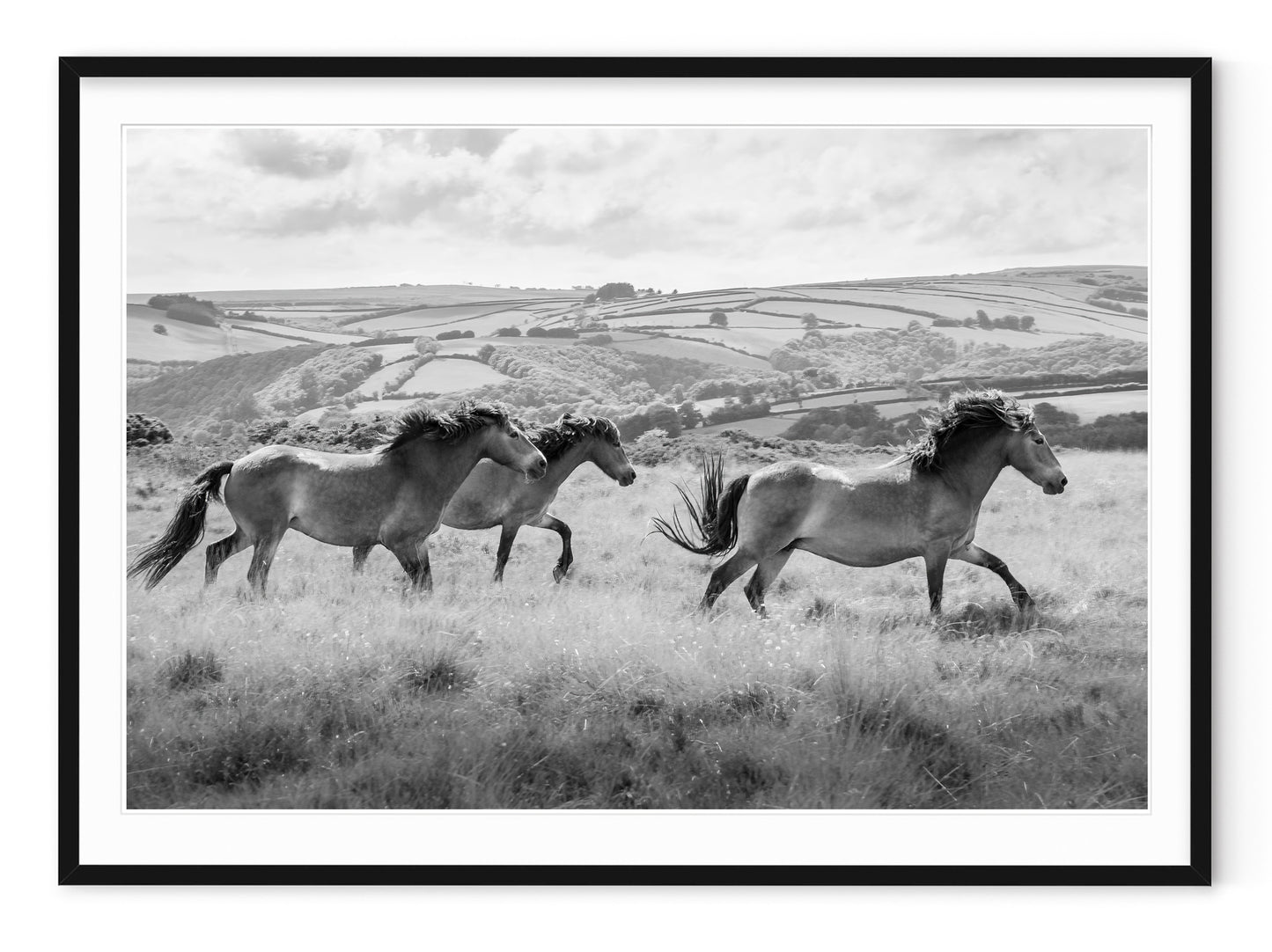 OXMOOR HORSES