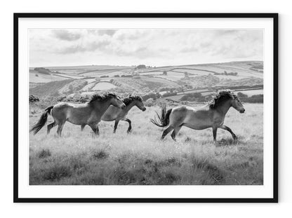 OXMOOR HORSES