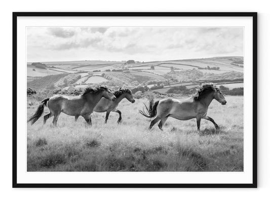 OXMOOR HORSES