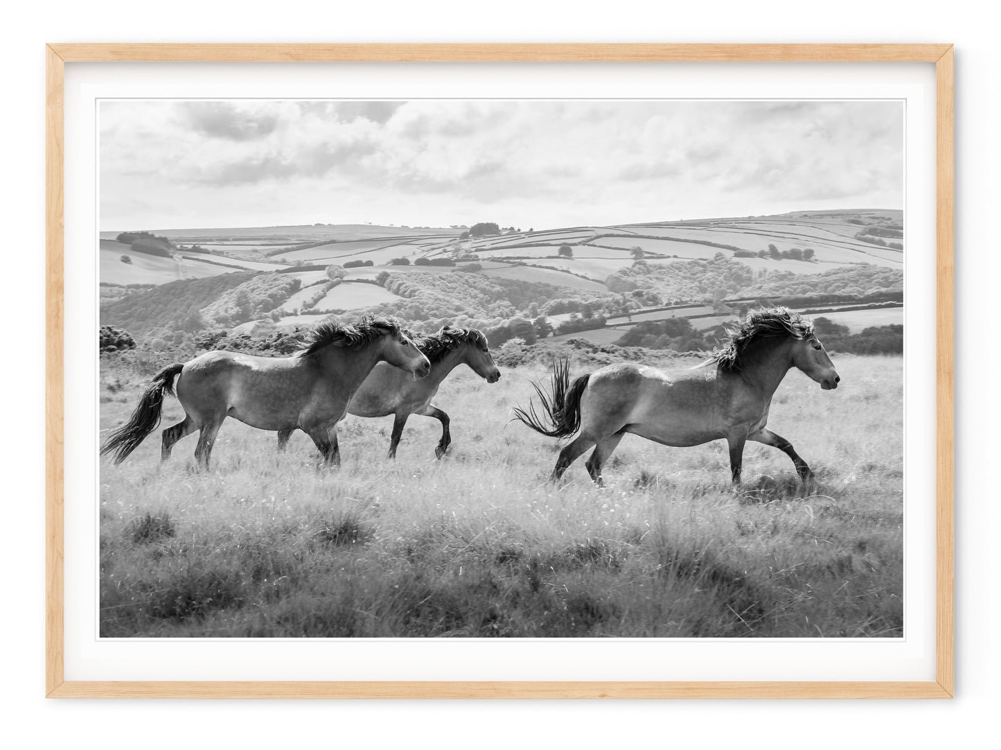 OXMOOR HORSES
