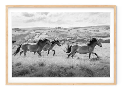OXMOOR HORSES