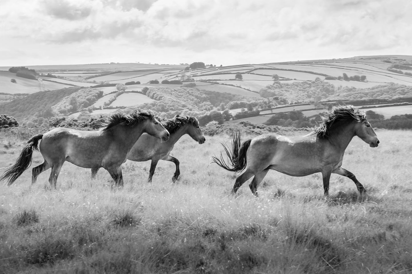 OXMOOR HORSES