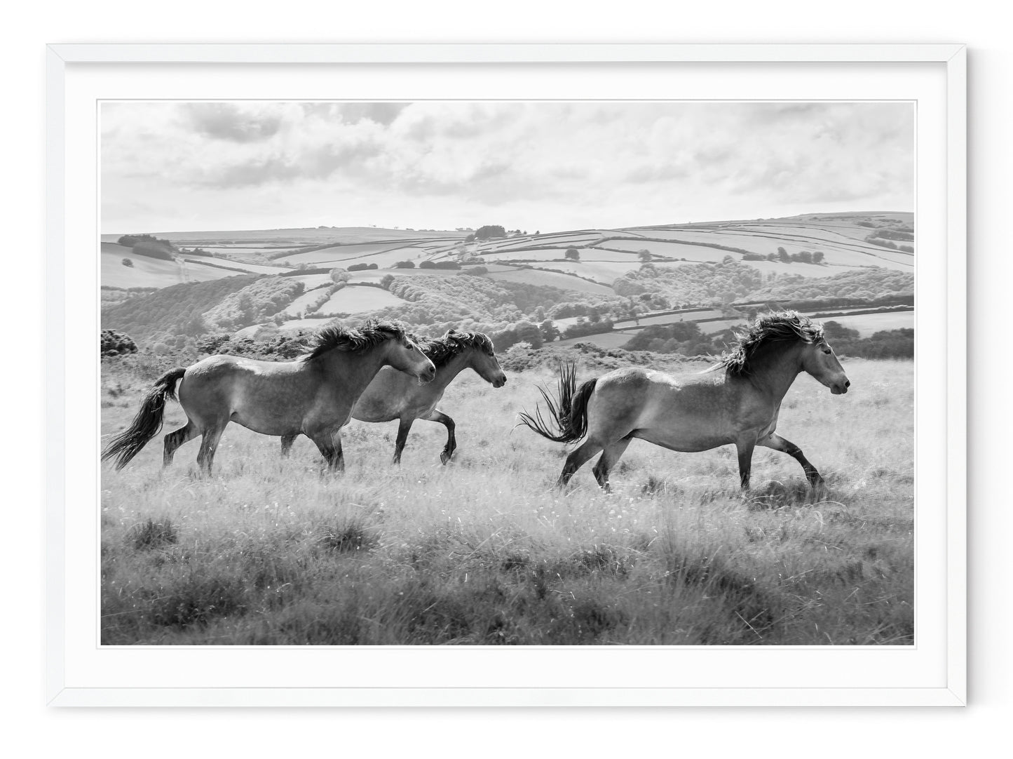 OXMOOR HORSES