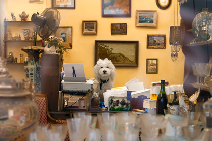 PARISIAN DOG AT WORK