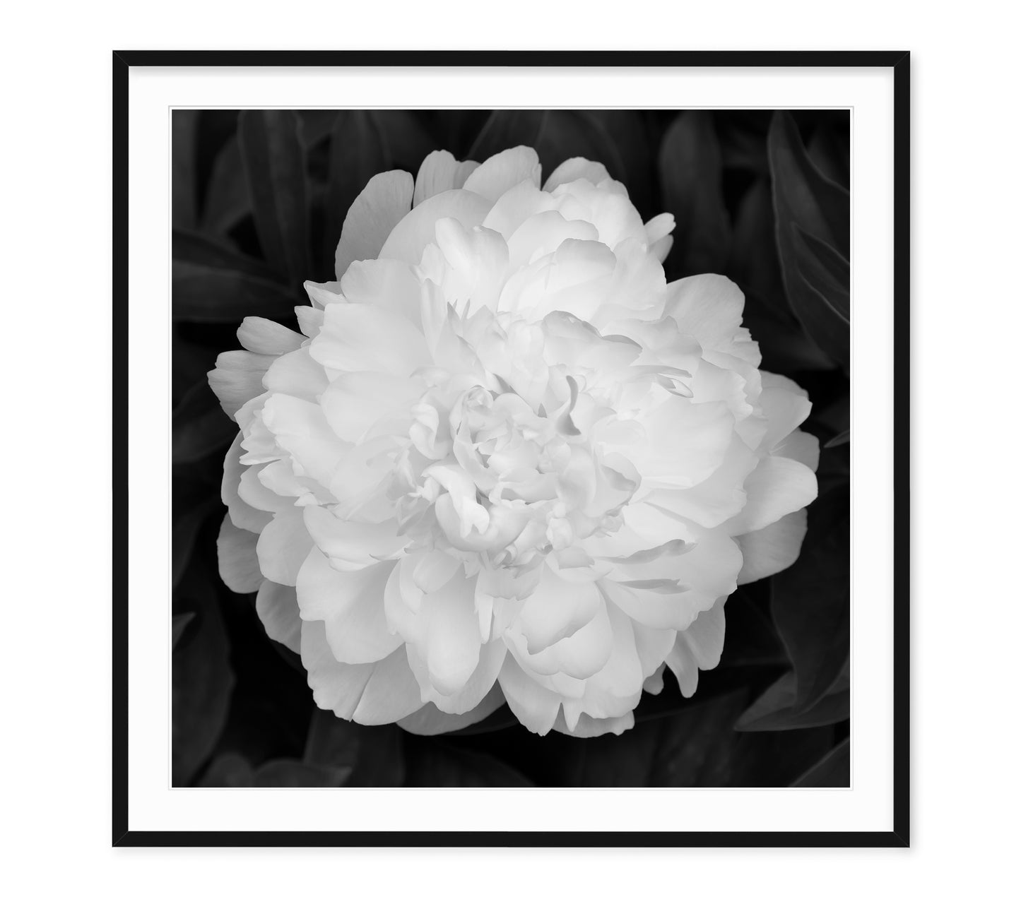 PEONY