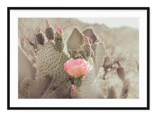 CACTUS BLOSSOM