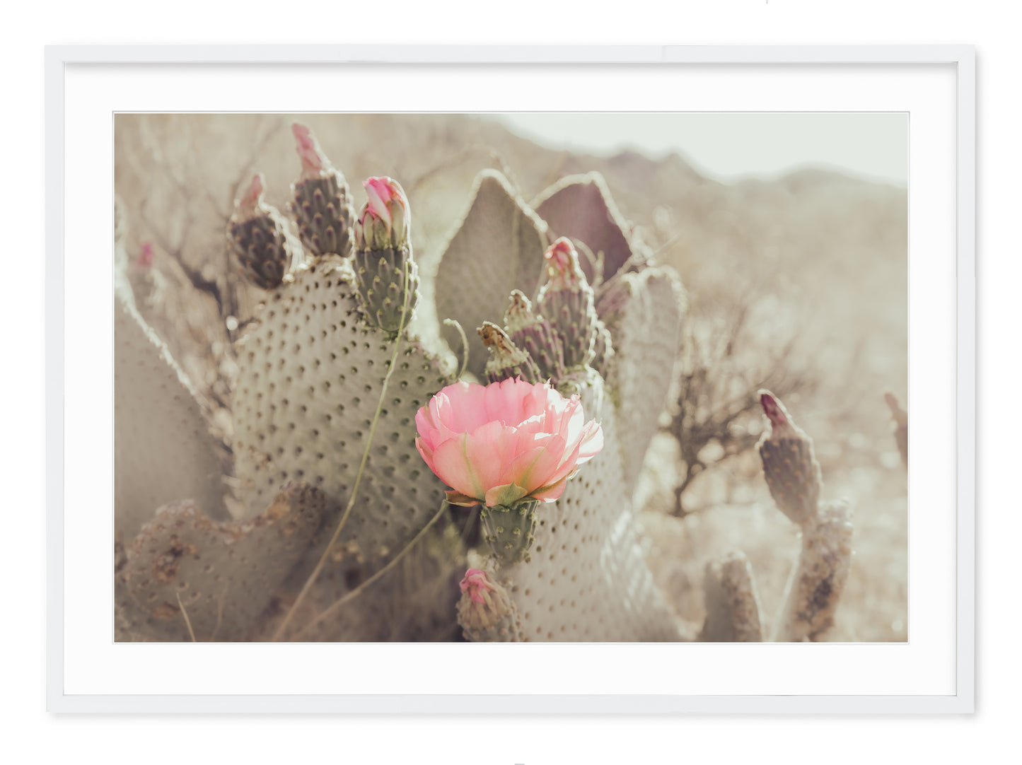 CACTUS BLOSSOM