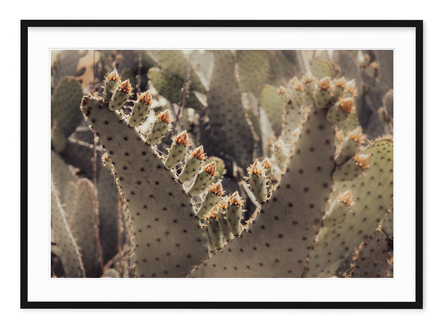PRICKLY PEAR BLOSSOMS