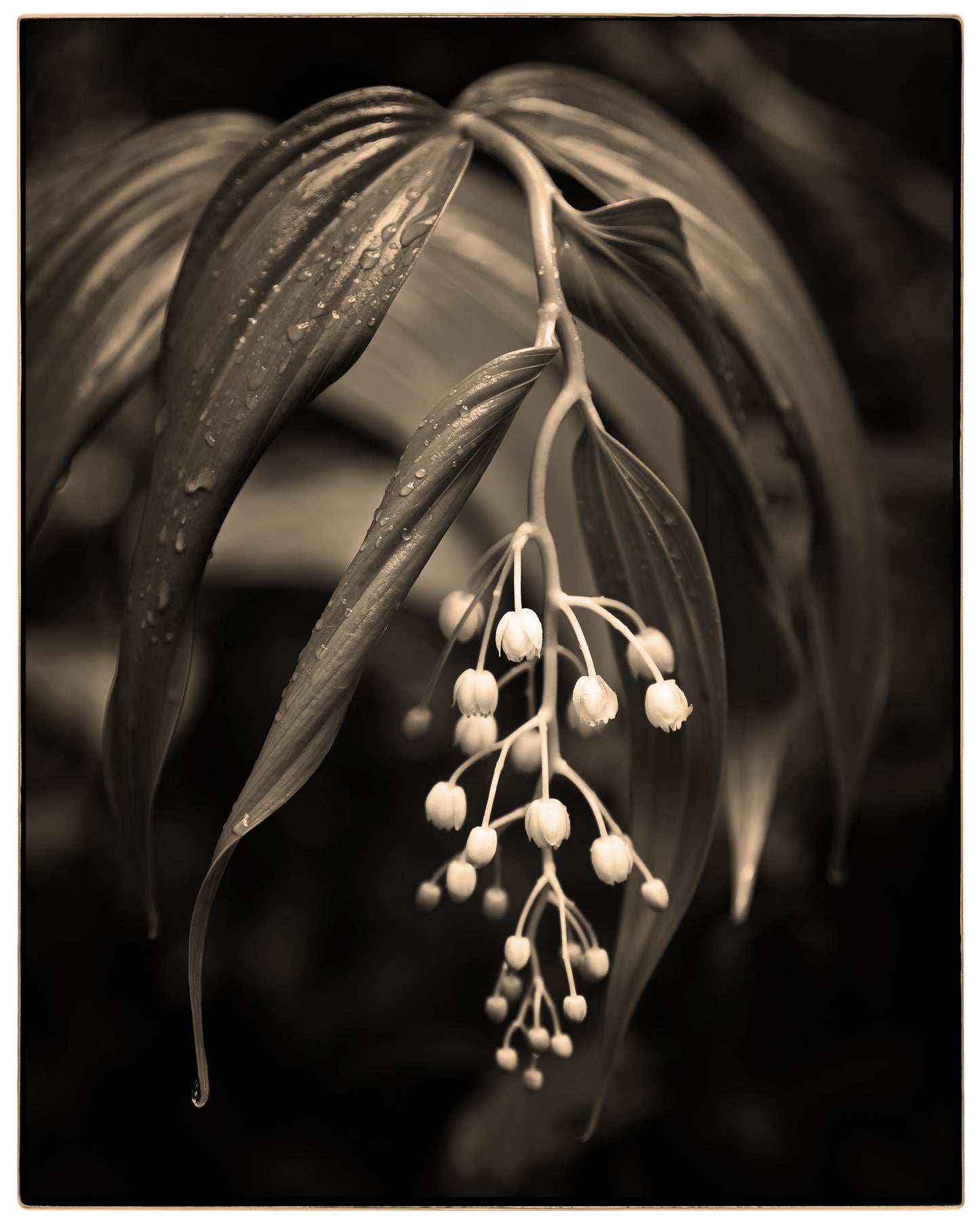 RAIN FOREST LILY