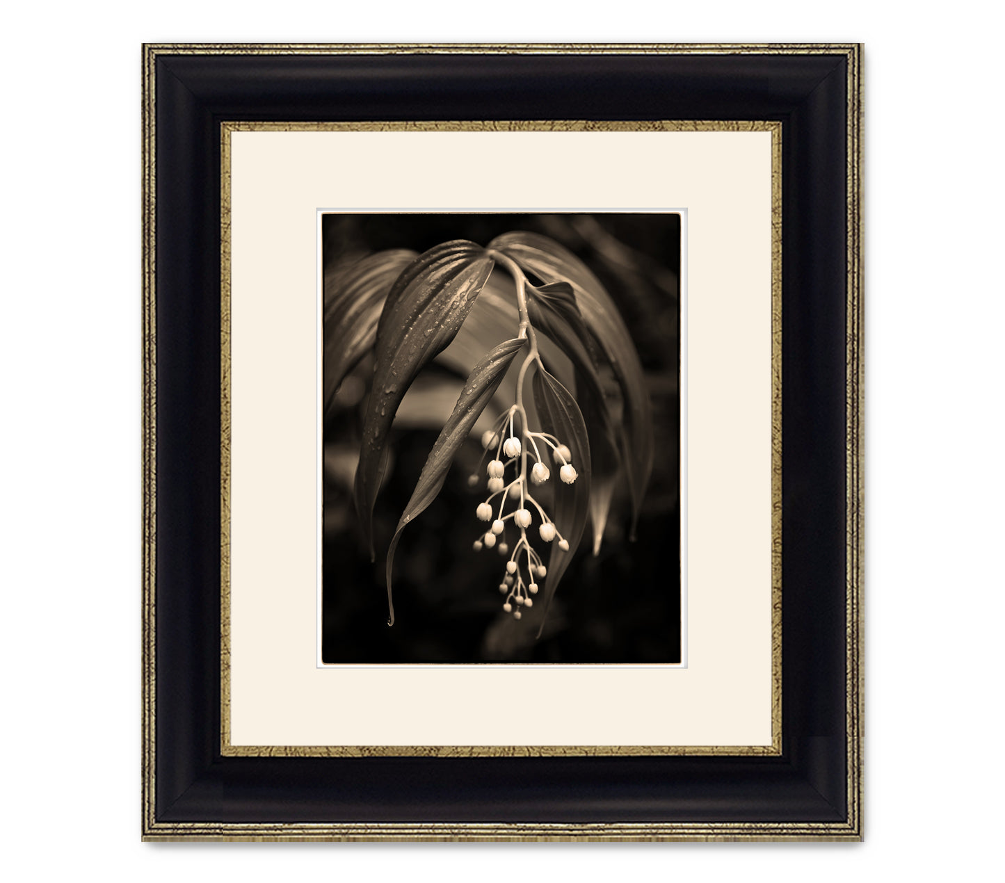 RAIN FOREST LILY