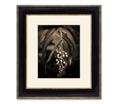 RAIN FOREST LILY
