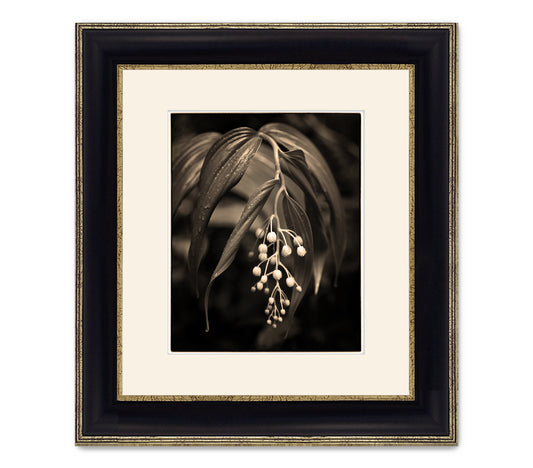 RAIN FOREST LILY