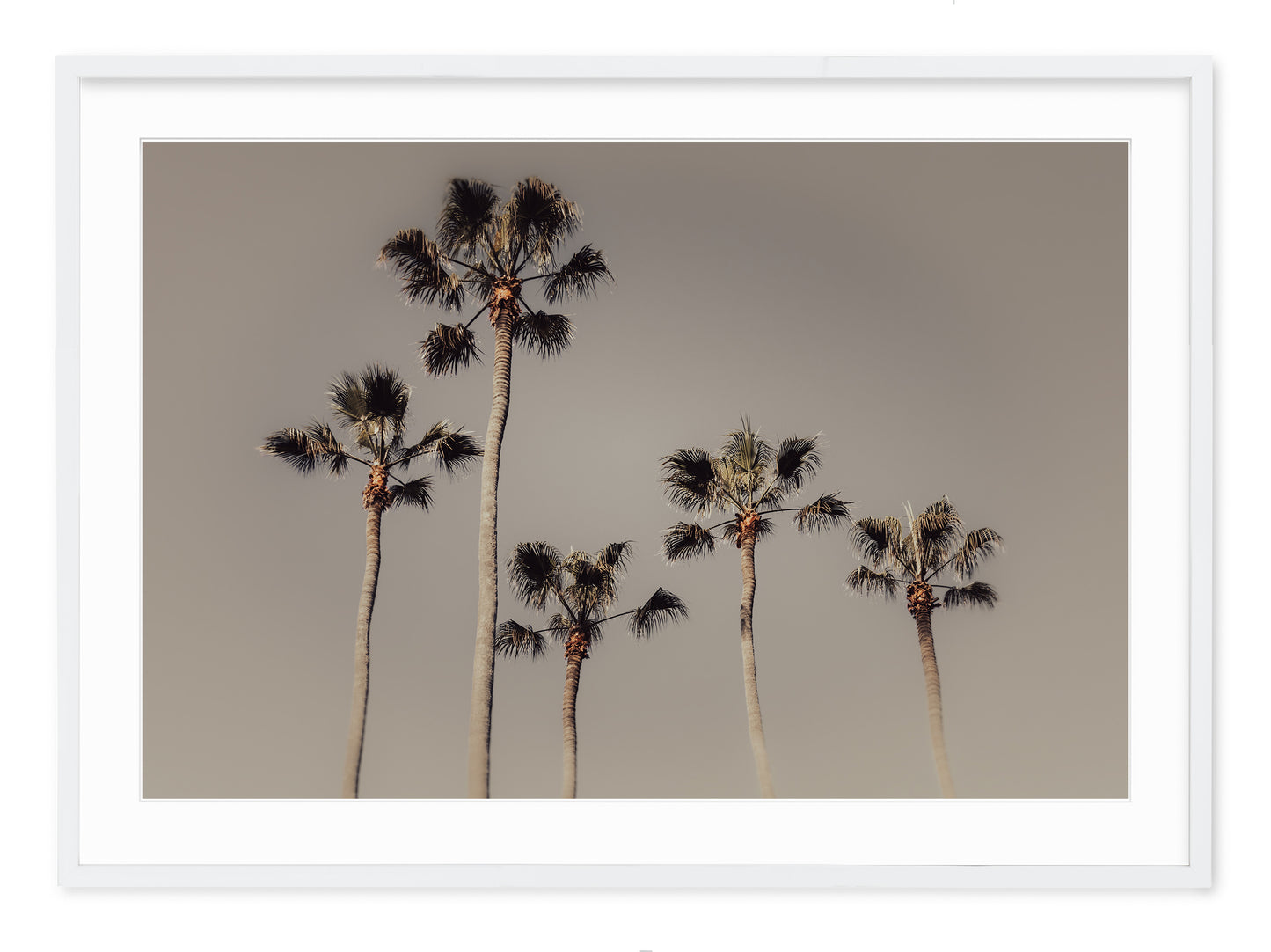 ROYAL PALMS