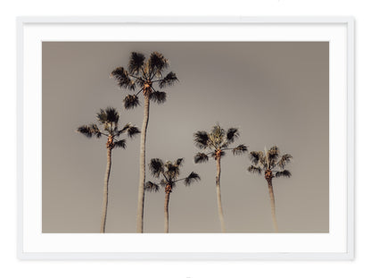ROYAL PALMS