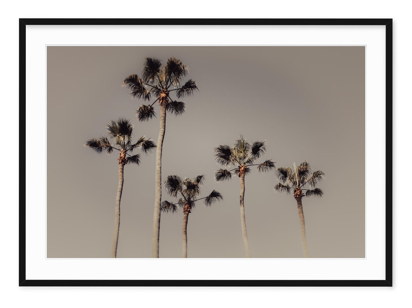 ROYAL PALMS