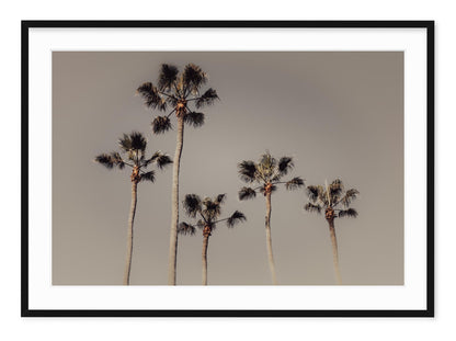 ROYAL PALMS