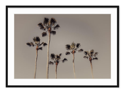 ROYAL PALMS