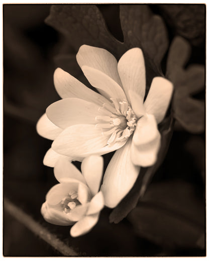SANGUINARIA BLOSSOM
