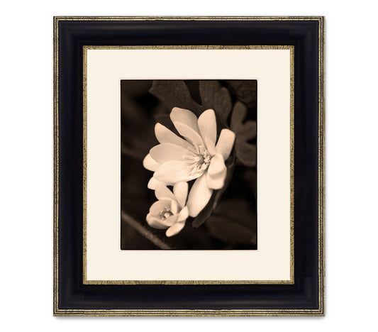 SANGUINARIA BLOSSOM