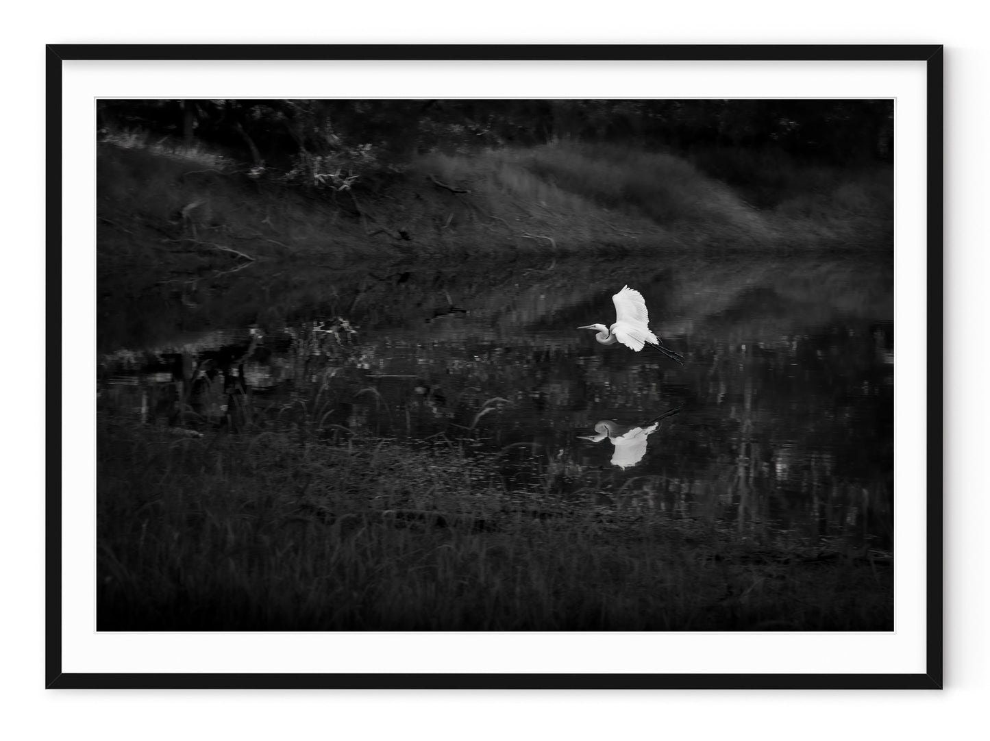 SNOWY EGRET