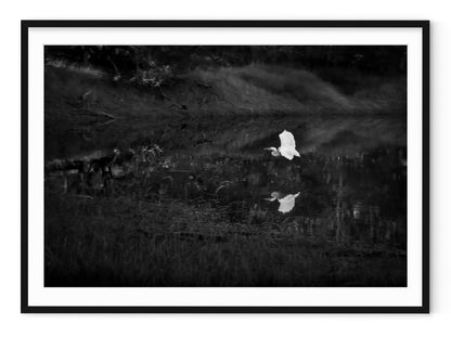 SNOWY EGRET