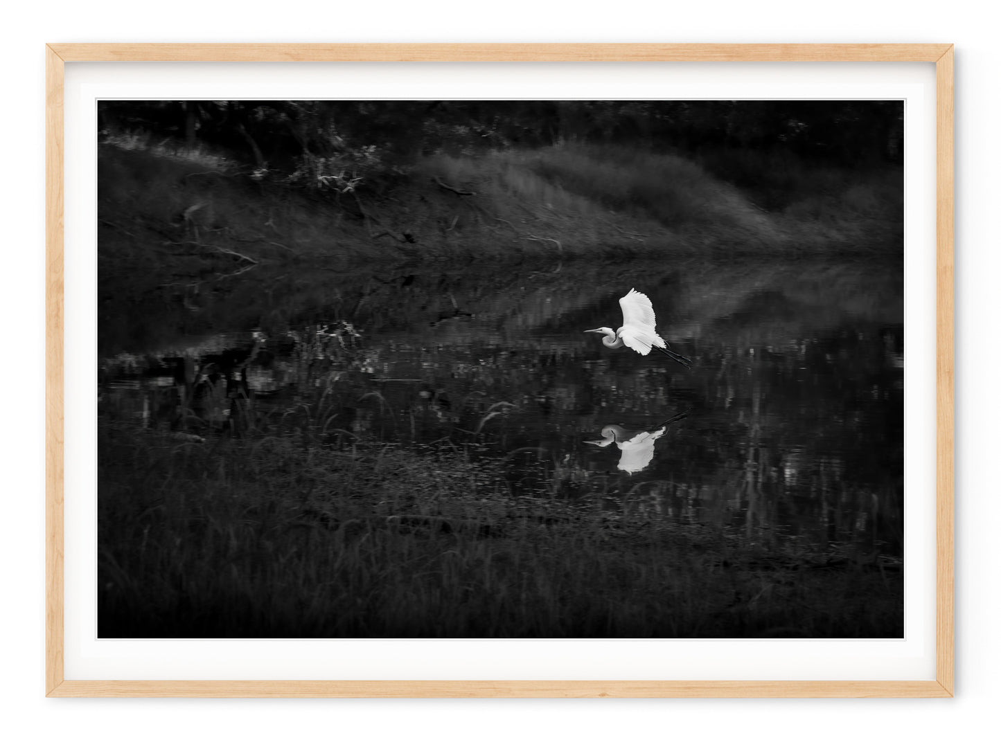 SNOWY EGRET