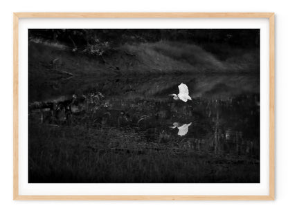 SNOWY EGRET