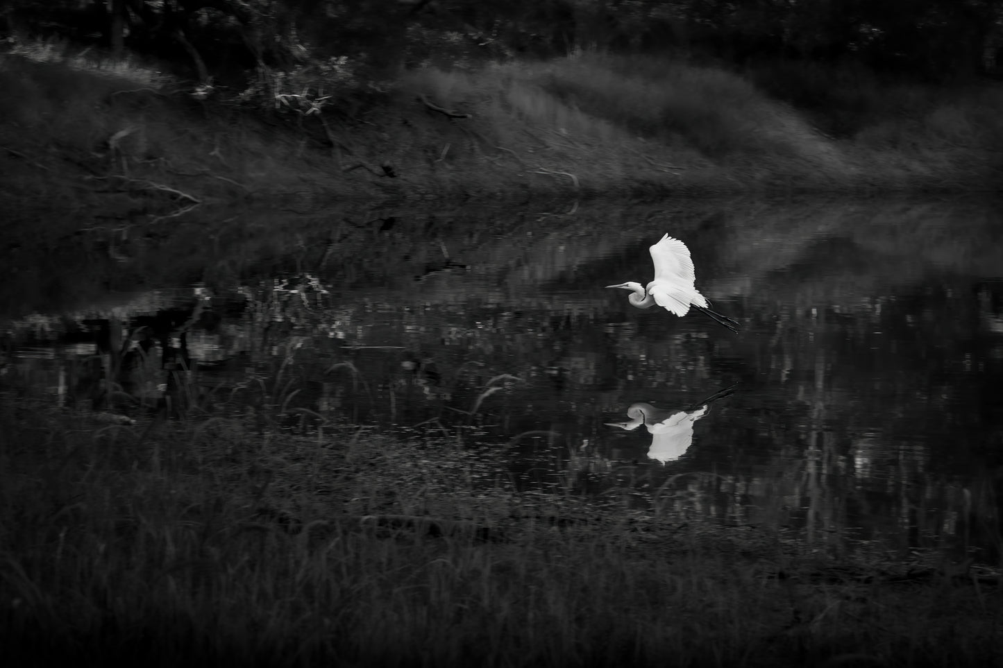 SNOWY EGRET