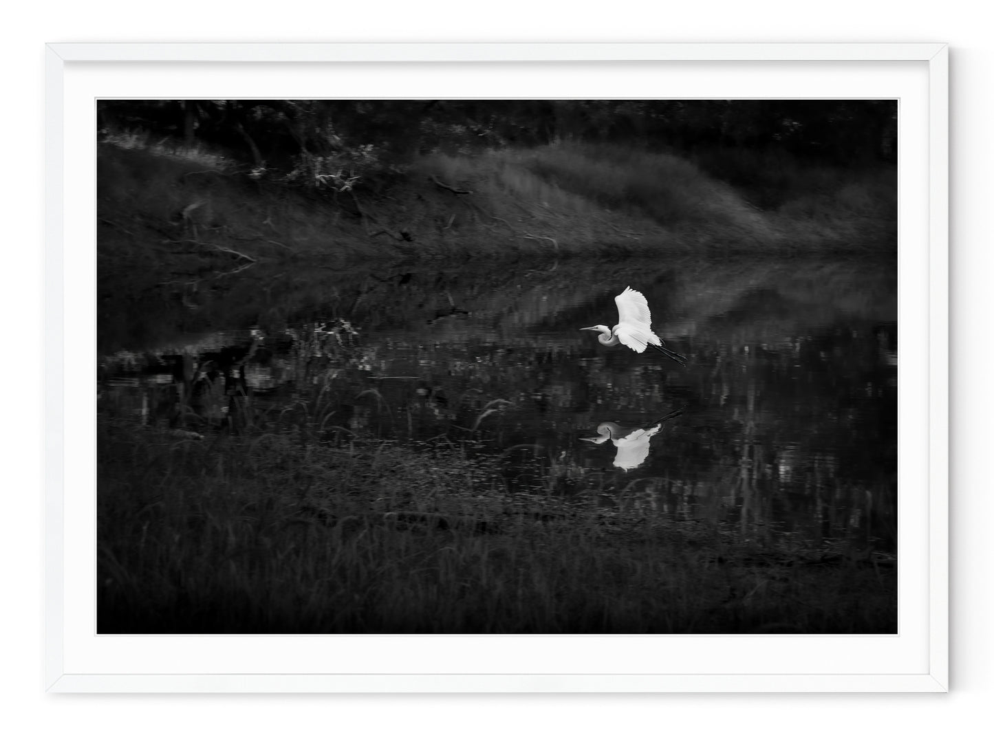 SNOWY EGRET