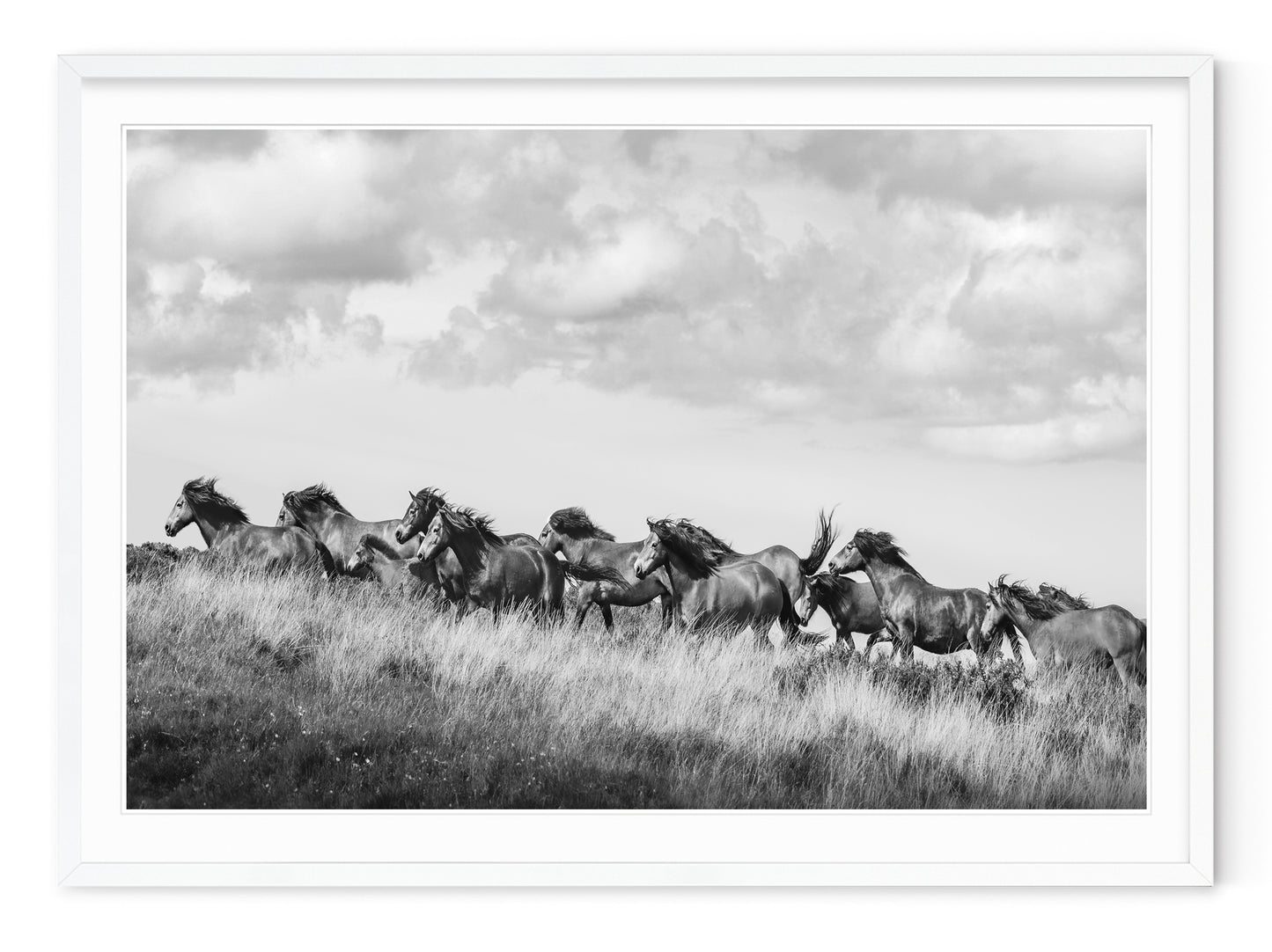 WILD HORSES