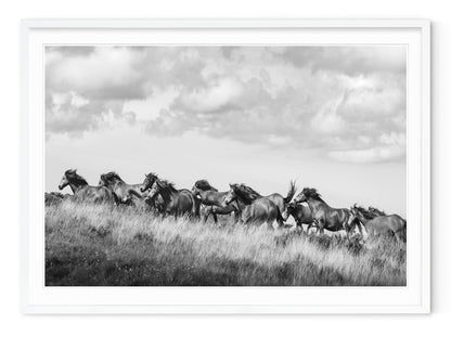 WILD HORSES