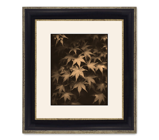 ORNAMENTAL MAPLE