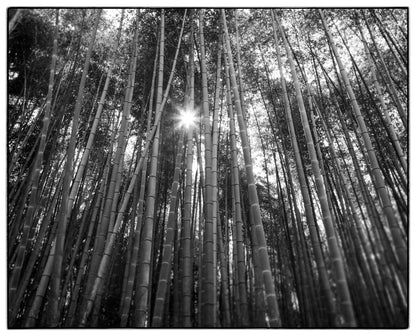 BAMBOO FOREST, KYOTO