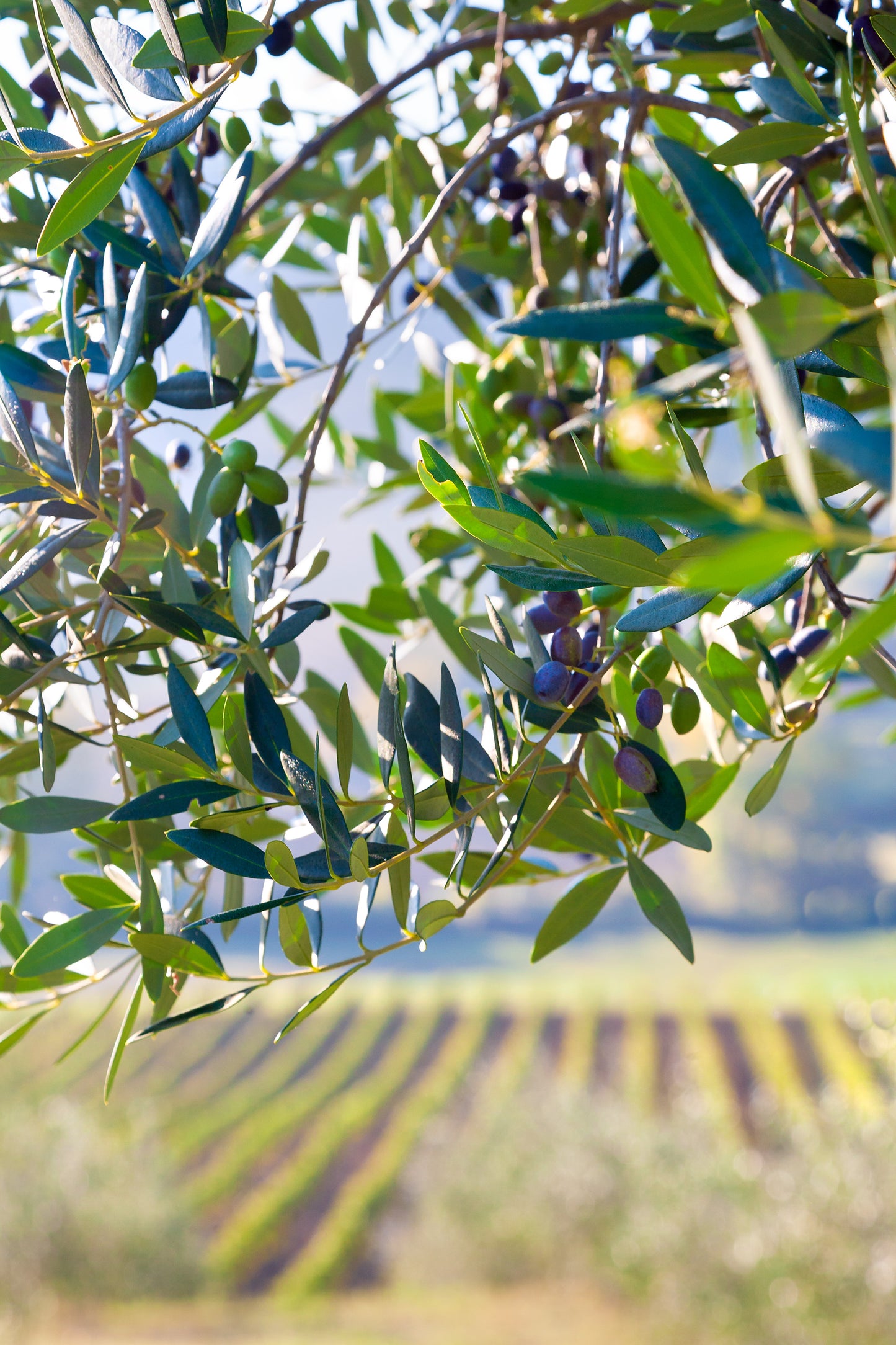 fine art landscape of olive tree and vineyard in wine country