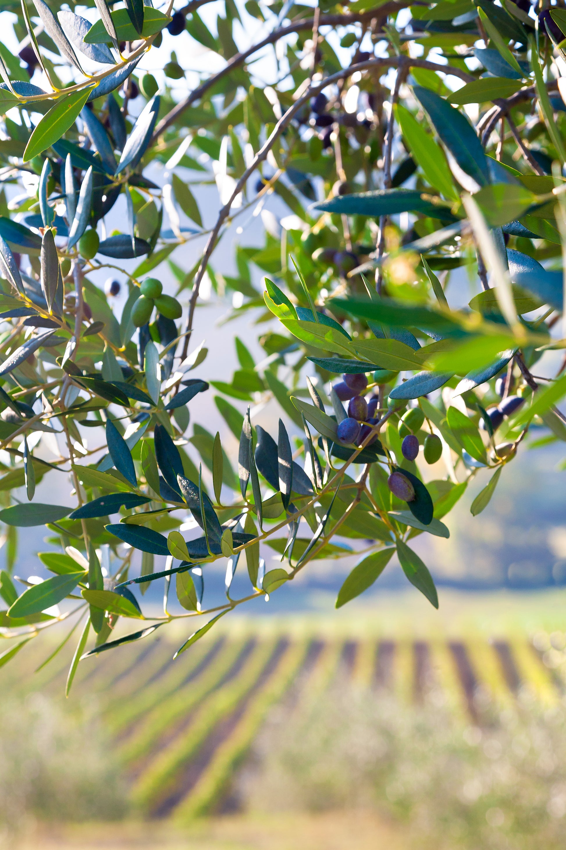 fine art landscape of olive tree and vineyard in wine country