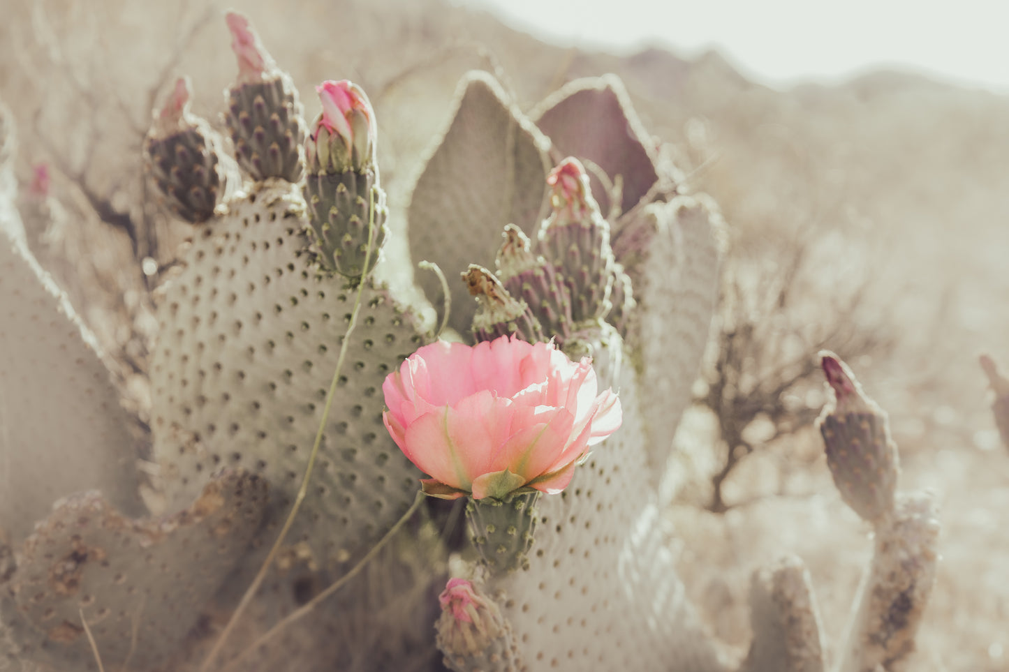 CACTUS BLOSSOM