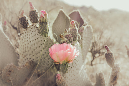 CACTUS BLOSSOM