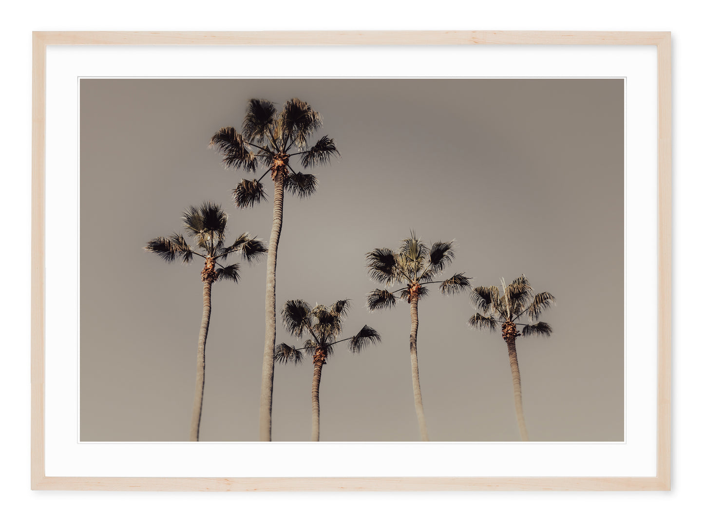 neutral tone fine art image of royal palm trees