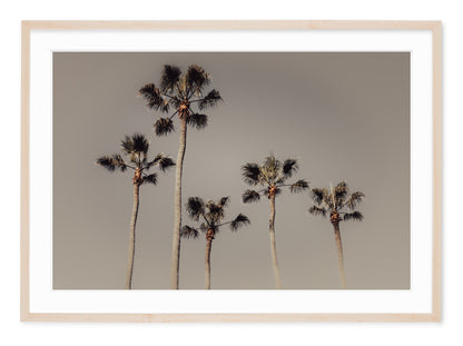 neutral tone fine art image of royal palm trees