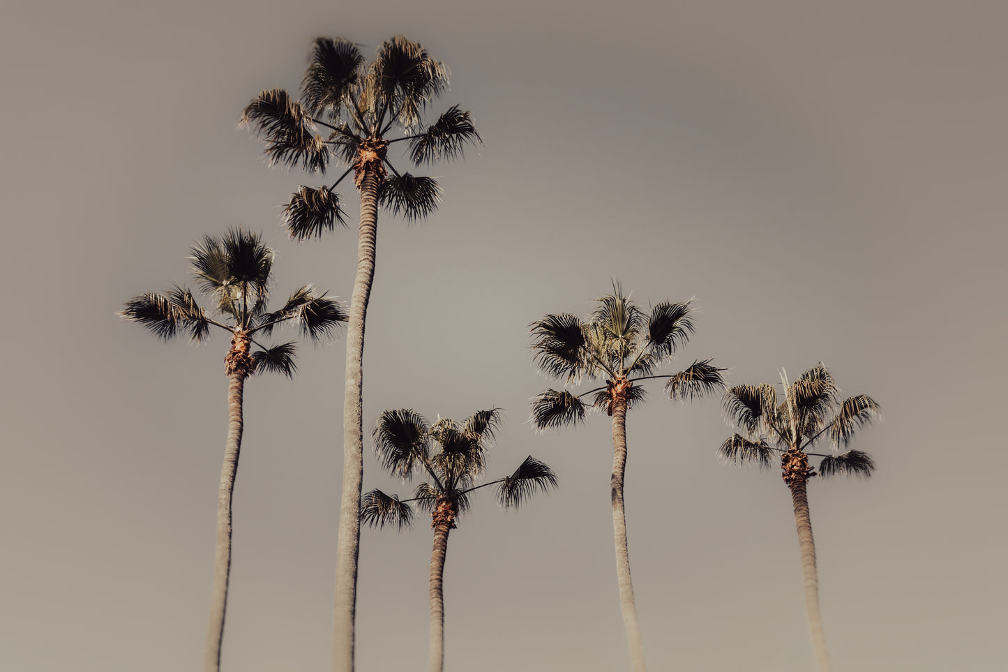 ROYAL PALMS
