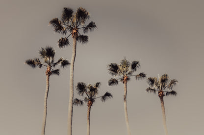 ROYAL PALMS