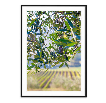 OLIVES & VINES